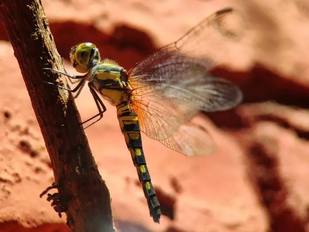 手把手教你拍摄微距花,春天拍花卉微距摄影镜头推荐