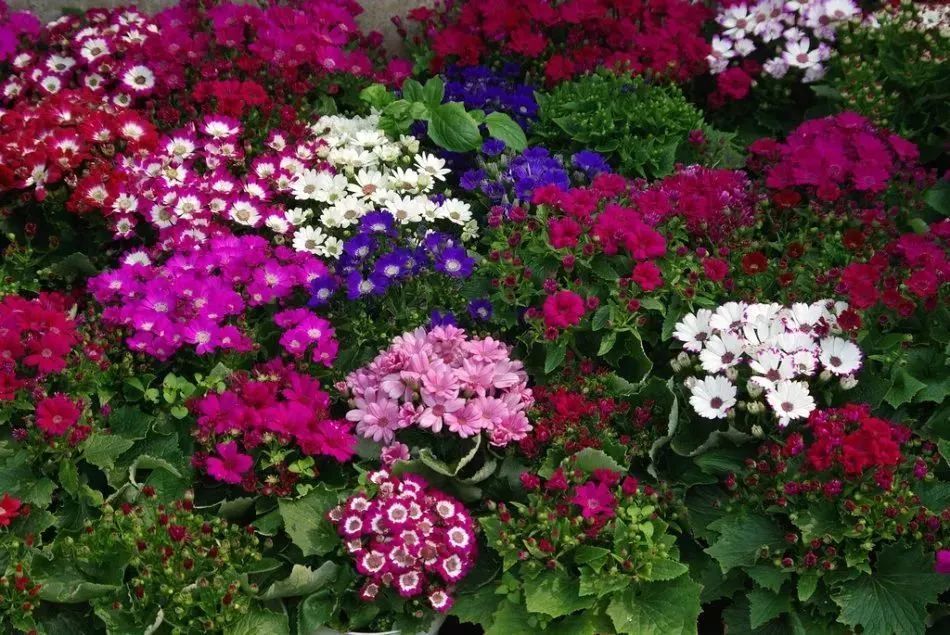 看到花的时候，不知是什么花？那就收下这份百花图谱