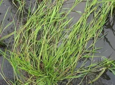 田里长草细看不是草,田间杂草的识别图片