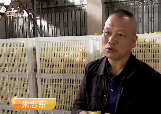 浙江高山甜桔柚,浙江绿色甜桔柚