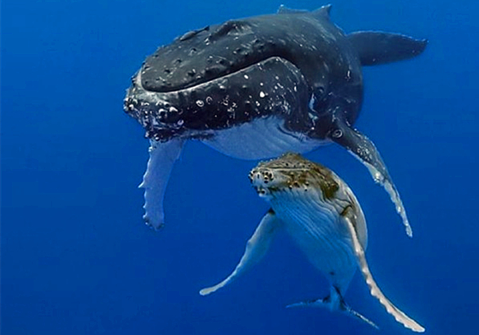 鲸是如何吃奶的,鲸鱼怎么哺乳的动画