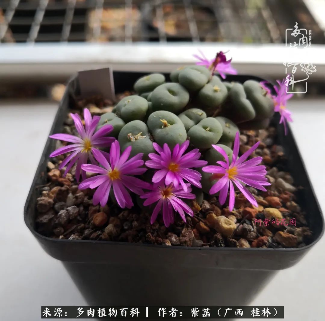 如何在夏天买的多肉度夏,多肉度夏好帮手