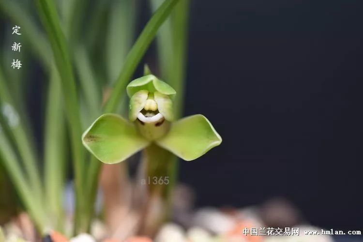 兰花怎么养才能让根腐死,松树皮与熟腐松针可混合养兰花吗