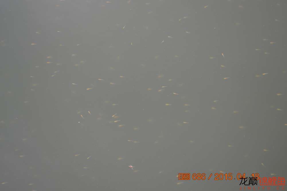 锦鲤苗成长,日本锦鲤水花苗成长