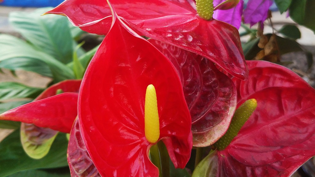 红掌叶片各种病症解答,红掌怎么护理才不会死