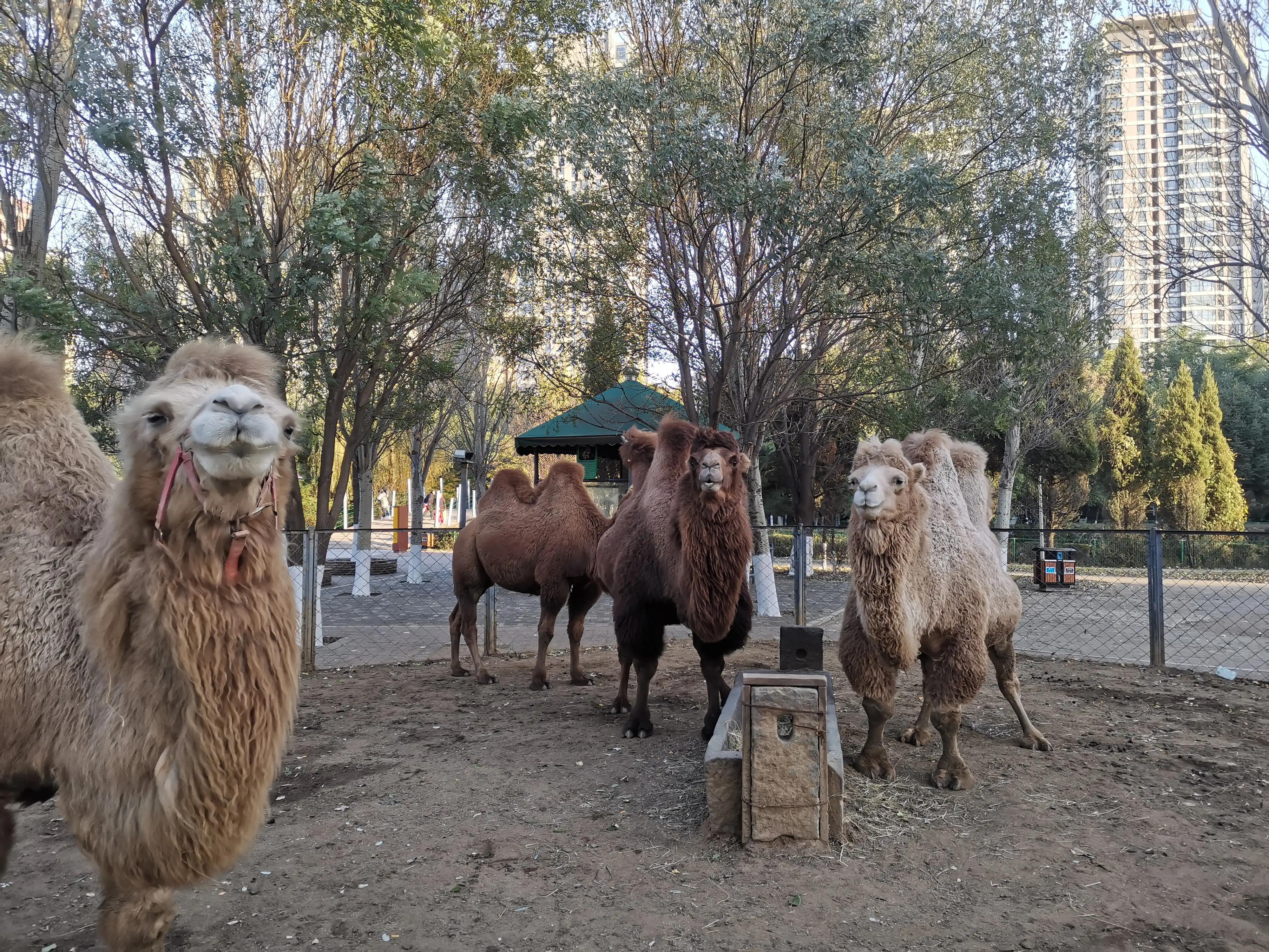 沈阳长白岛森林公园旅游攻略,沈阳长白岛森林公园冬天瀑布