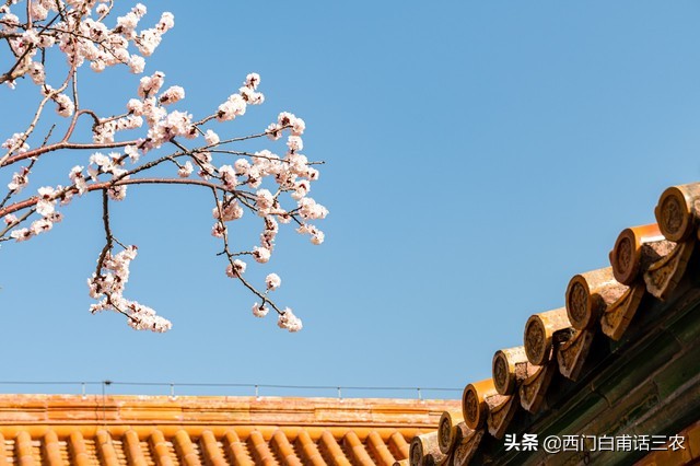桃吃饱杏伤人什么意思,桃饱杏伤李子树下埋死人的意思