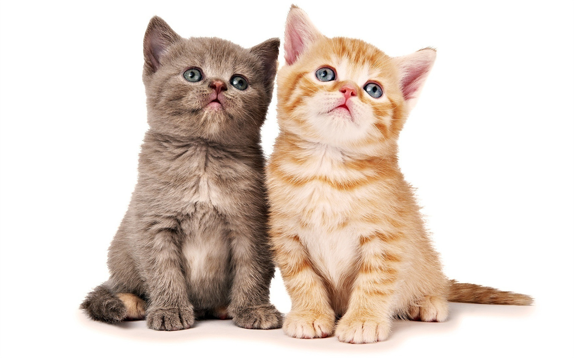 宠物肠道健康每日科普,宠物健康饲养科普知识大全