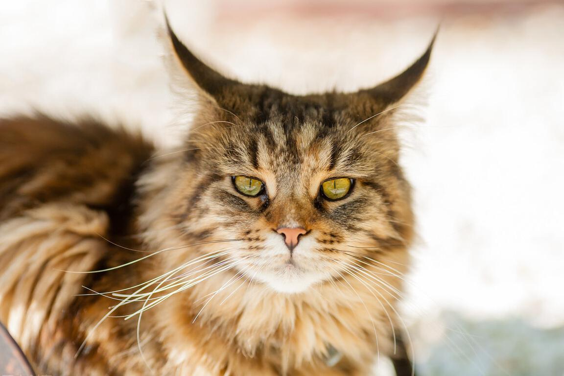 适合男生养的帅气的猫,最适合男生养的宠物猫品种