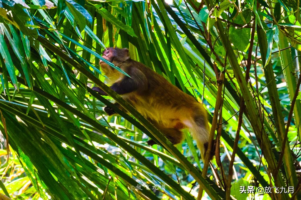 广州到西双版纳自驾沿途景区,云南西双版纳游必去十大景点