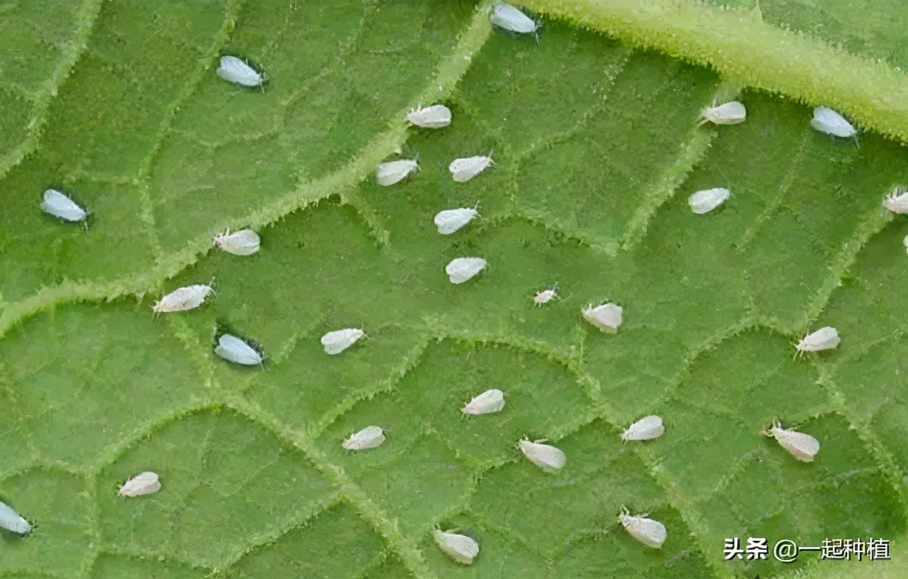 粉虱危害部位,粉虱的主要特征