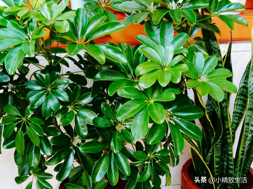 八方来财的养法,八方来财有黄叶怎么修剪