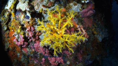 海苹果可以养吗,海苹果可以和谁一起养