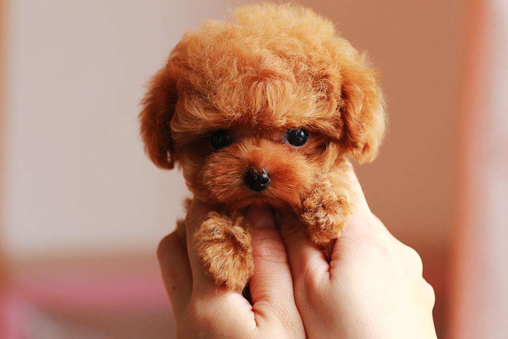 宠物狗来大姨妈怎么给它处理,狗狗新手铲屎官