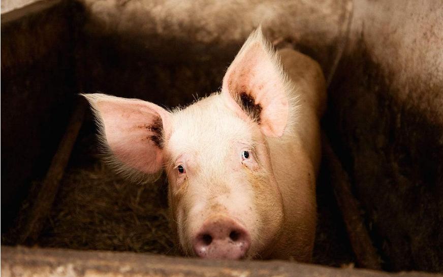 治疗猪咳喘,专治猪咳喘的特效药有没有