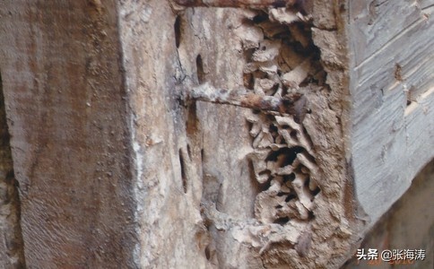 堆砂白蚁分类,白蚁的基本防治方法有哪些