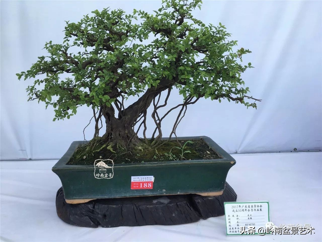 精品雀梅盆景名称,值得收藏的盆景作品欣赏