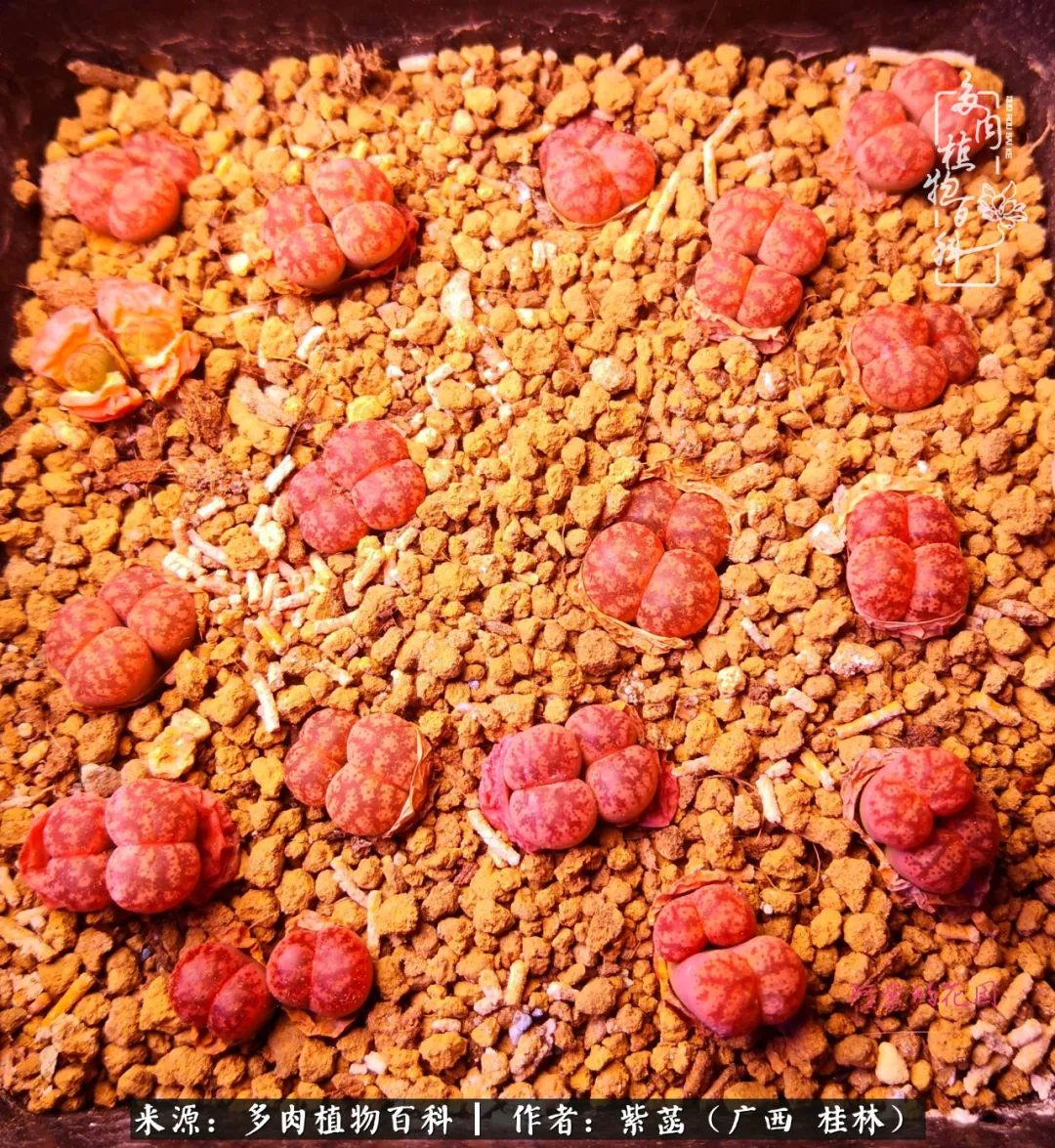 如何在夏天买的多肉度夏,多肉度夏好帮手