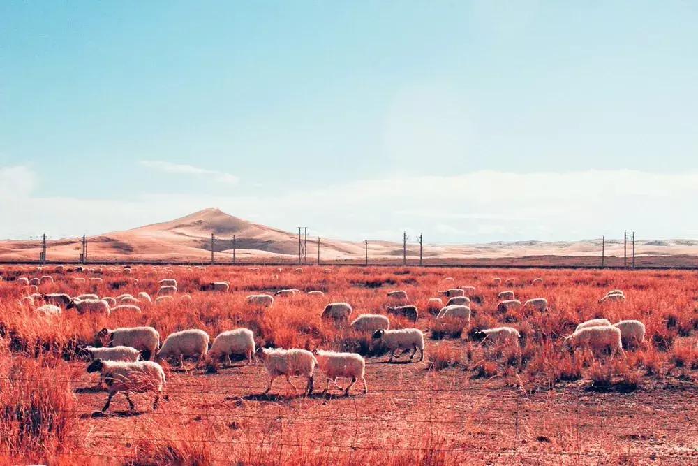 泼辣活动|“希望的田野”地铁影展征集