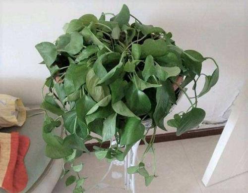 吊兰没水枯萎了加水还能救活吗,吊兰干尖不开花怎么回事