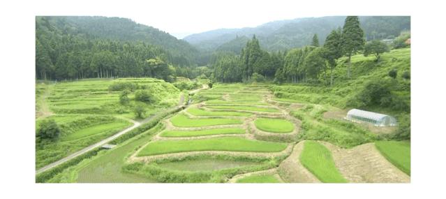 日本和牛哪个级别口感最好,日本和牛优势