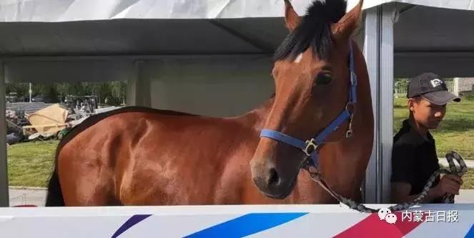 汗血宝马马术表演,汗血宝马蒙古马赛跑