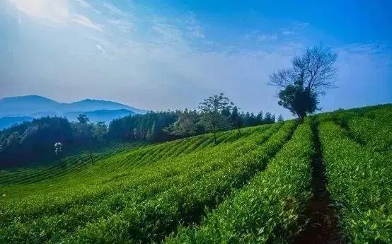 中国五大茶旅胜地,中国十大茶旅城市有哪些