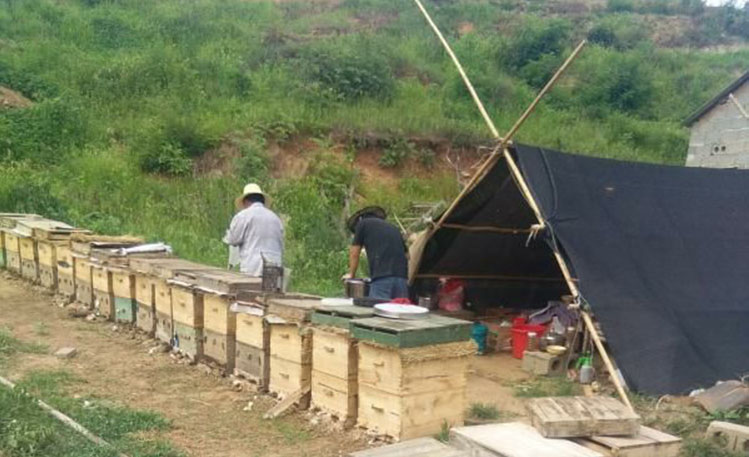 怎样鉴定蜂蜜的真假最简单的方法,如何将蜂蜜放到冰箱鉴别蜂蜜真假