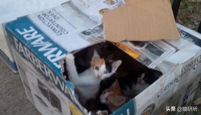 可爱又萌的小奶猫,软萌小奶猫全部视频