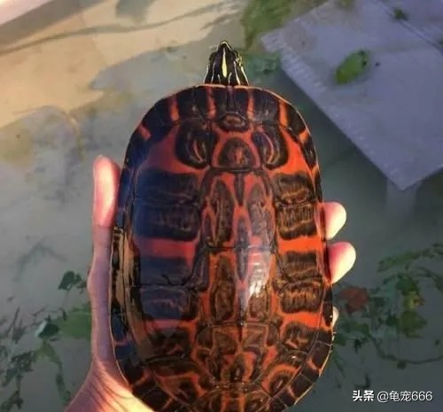 挑选品相好的纯种安缘龟苗,学会这四点让你少花冤枉钱