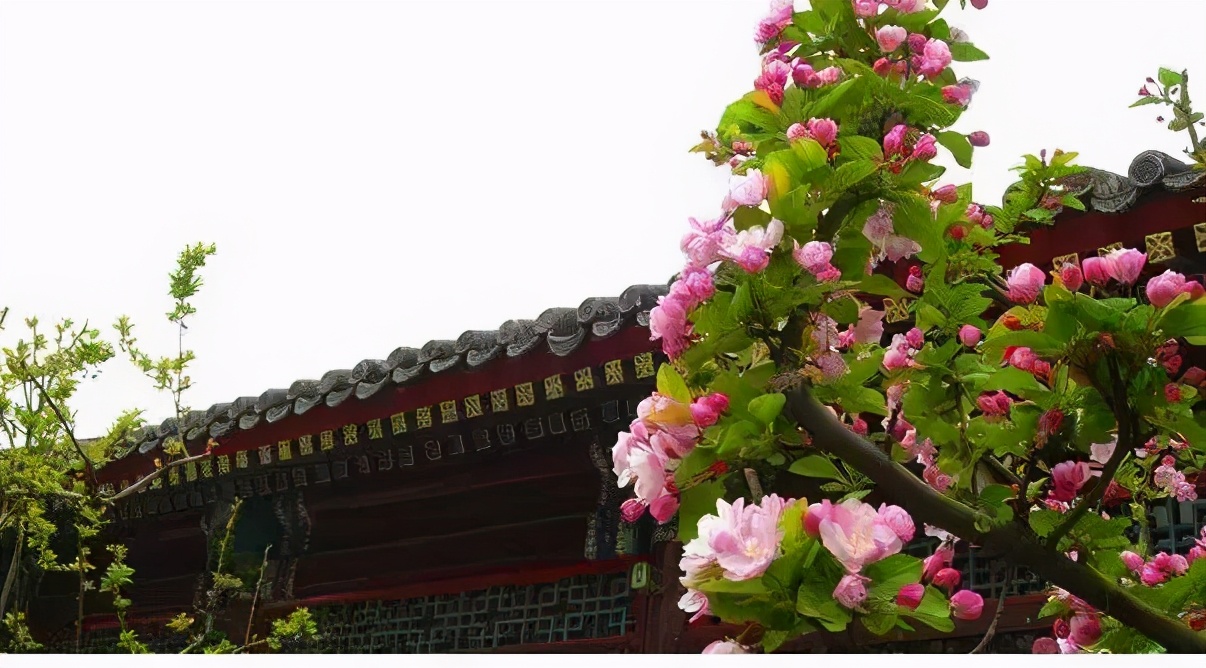 从为中华之崛起而读书到海棠花开,周总理两袖清风殚精竭虑的一生