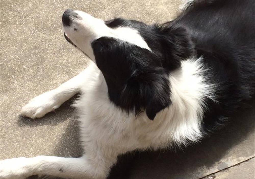 狗脂肪瘤会长大吗,肝上有个脂肪瘤与脂肪肝有关联吗