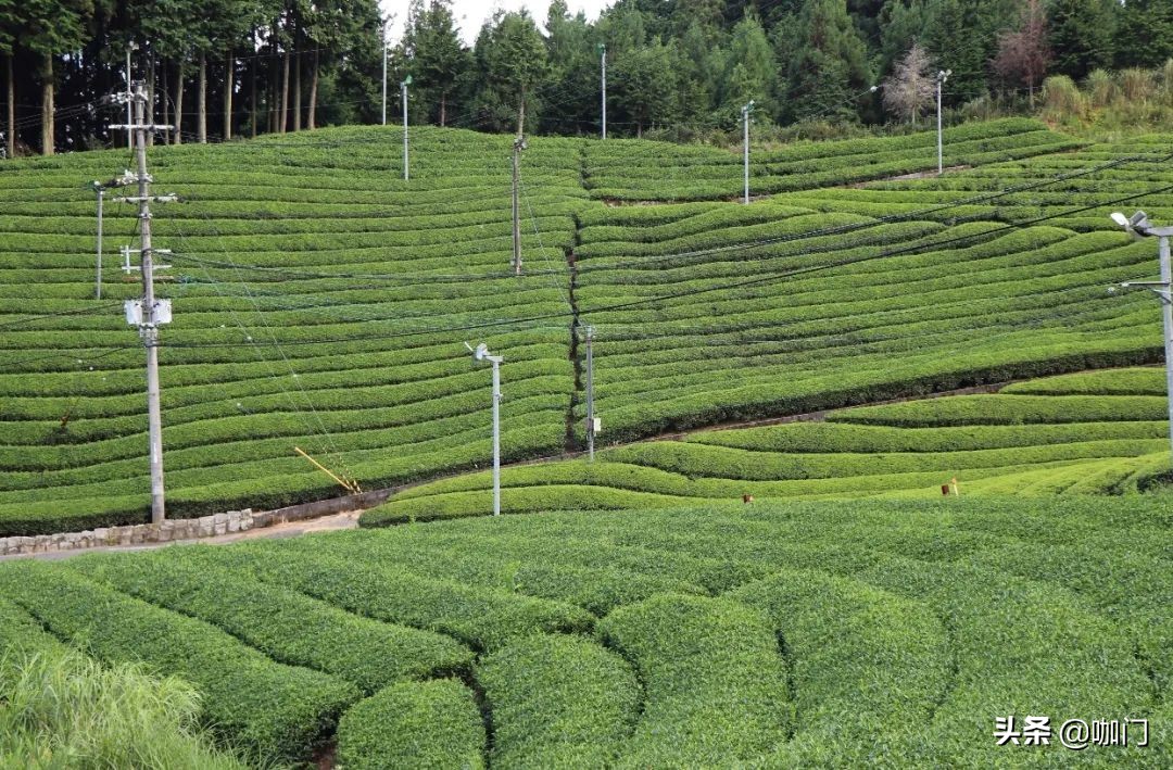 今年圣诞最出彩的节日特饮，来自这款绿色的茶