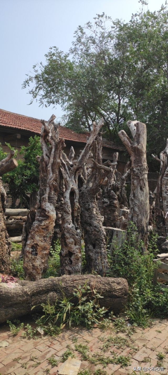 为什么枣木制品要比榆木贵一些？枣木好在哪儿？