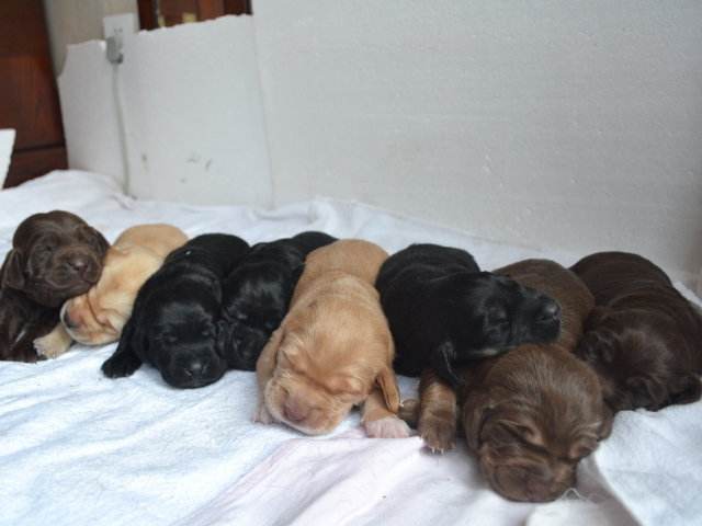 狗粮里有虫子还能吃吗,狗粮里有虫怎么索赔