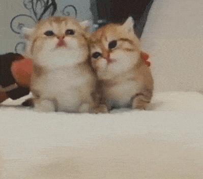 玄学靠谱还是科学靠谱,女人养猫与玄学有关吗