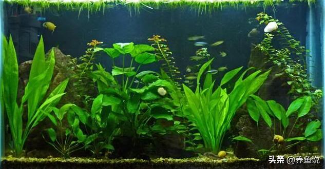 鱼缸水草怎么养好,鱼缸水草怎么养才能养得好
