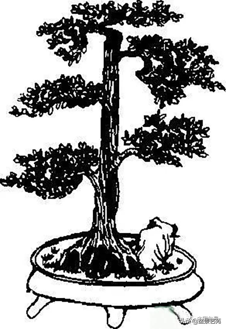 金银花盆景的修剪方法,盆景的修剪知识与技法