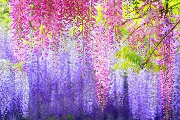 紫藤花怎样养成老桩,紫藤花种植方法和注意事项有哪些