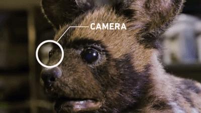 bbc纪录片揭露残忍人类对待动物,bbc动物纪录片造假事件