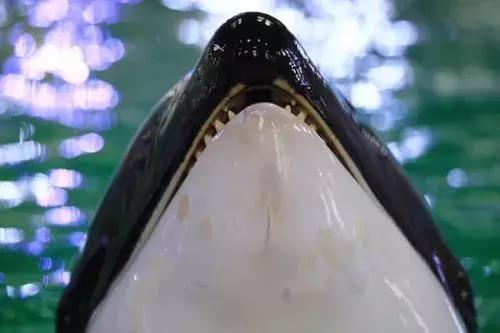 难得一见海洋动物表演,看不完的海洋动物和表演