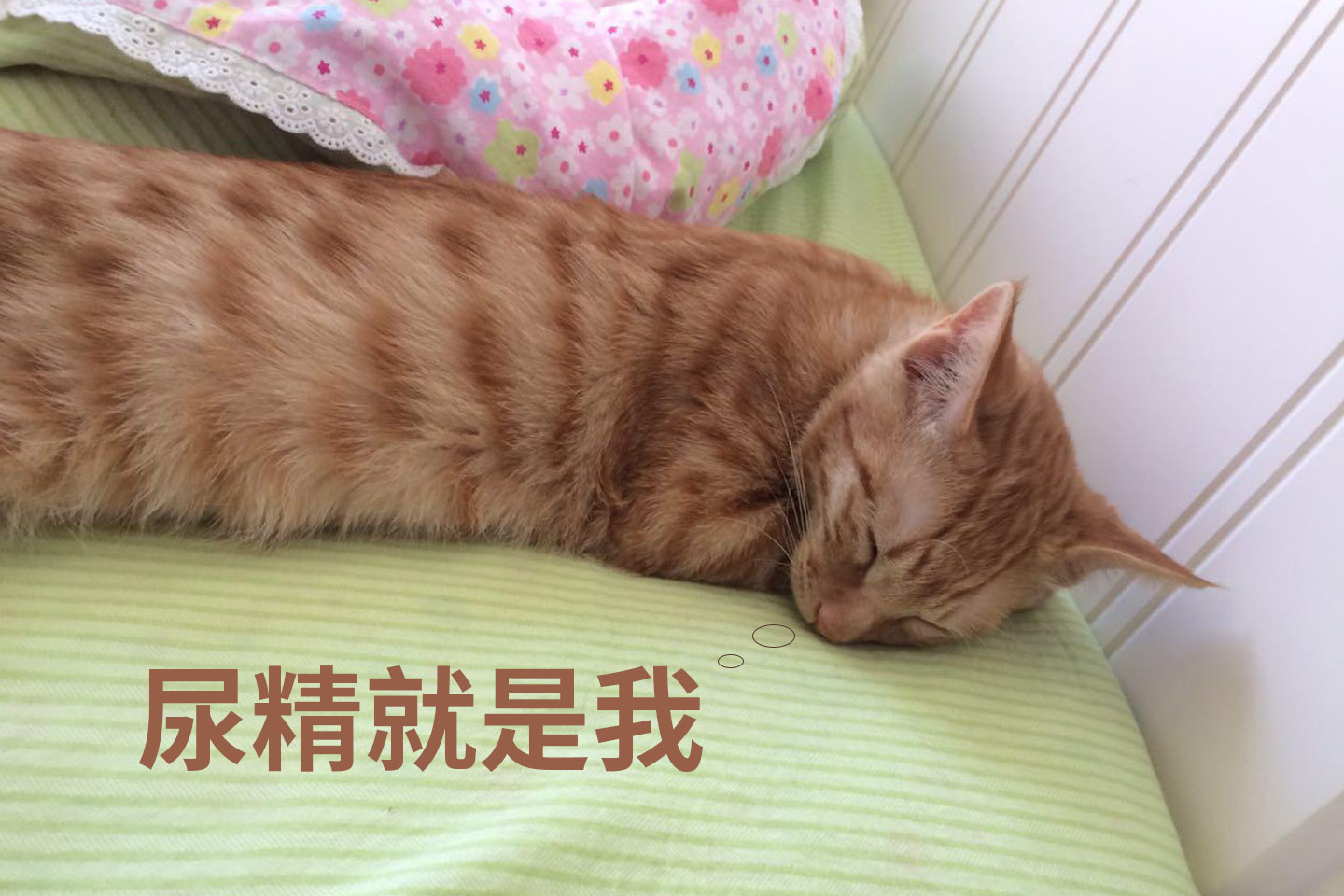 猫咪往被子上撒尿怎么解决,猫咪总在地毯上撒尿臭味怎么去除