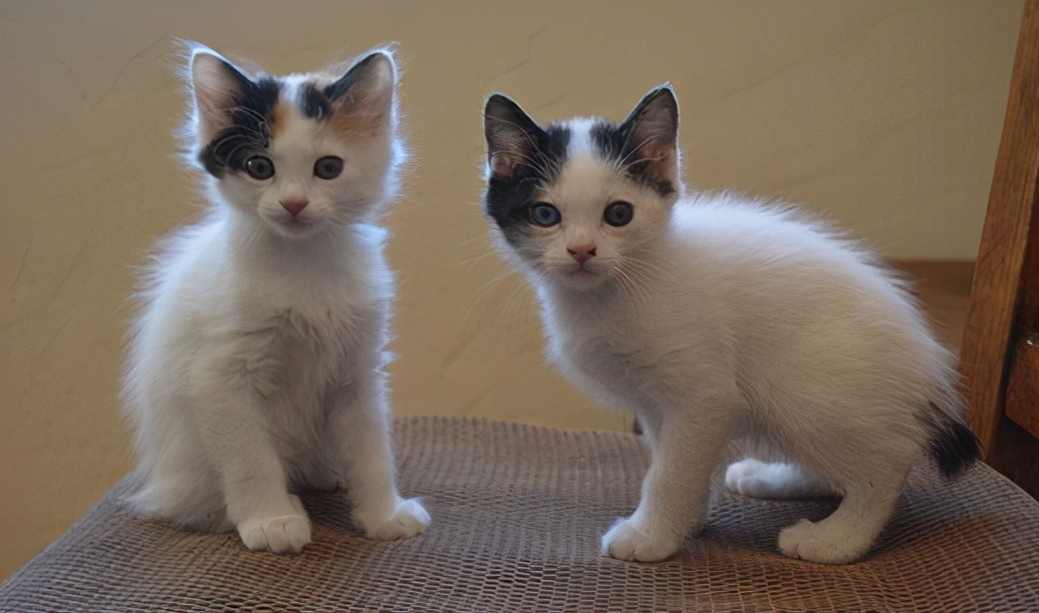 30种常见的猫,20种常见猫咪