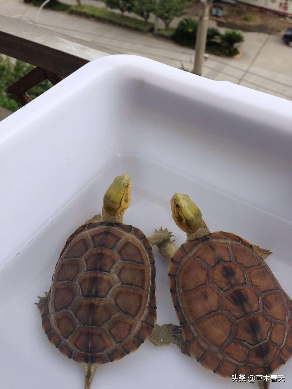 黄喉什么时候开始发色,黄喉小青发色龟粮