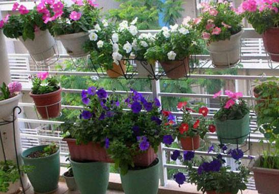 用大蒜养花会有意想不到的效果,大蒜养花小技巧图片