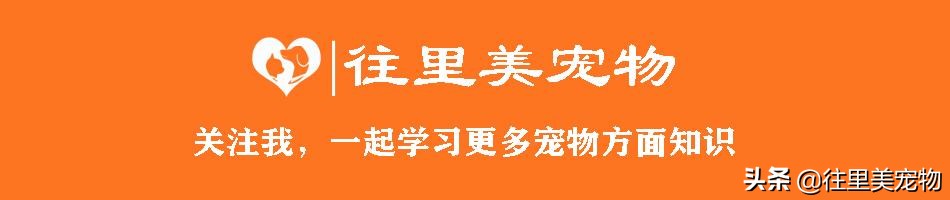 正确养边境牧羊犬防止咬人,边境牧羊犬怎么养最好看视频教程