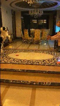 搞笑gif动图nba,少林寺gif搞笑图片