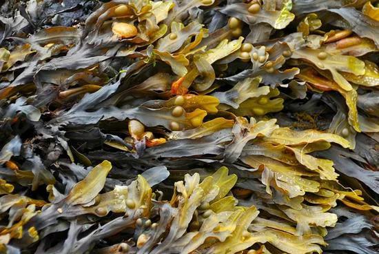 海产干货的种类图片及名称大全,干货海产品种图片及名称