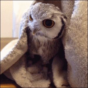 搞笑GIF：猫头鹰也是呆萌的动物，只能看不能养！