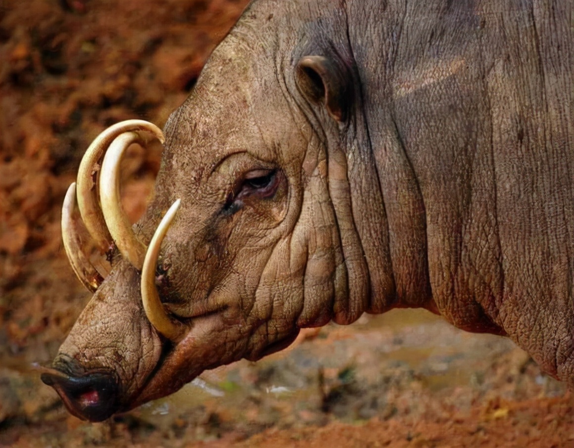 捕杀一头野猪要判多少年,野猪泛滥成灾国外的猎人捕猎野猪
